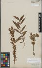 Foto von Salix triandra L. x Salix viminalis L.